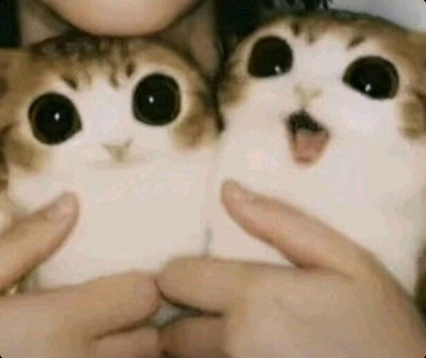 miau miau caralhooo miau miau caralhooo